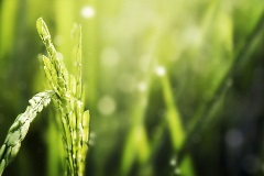 Close up image of grass